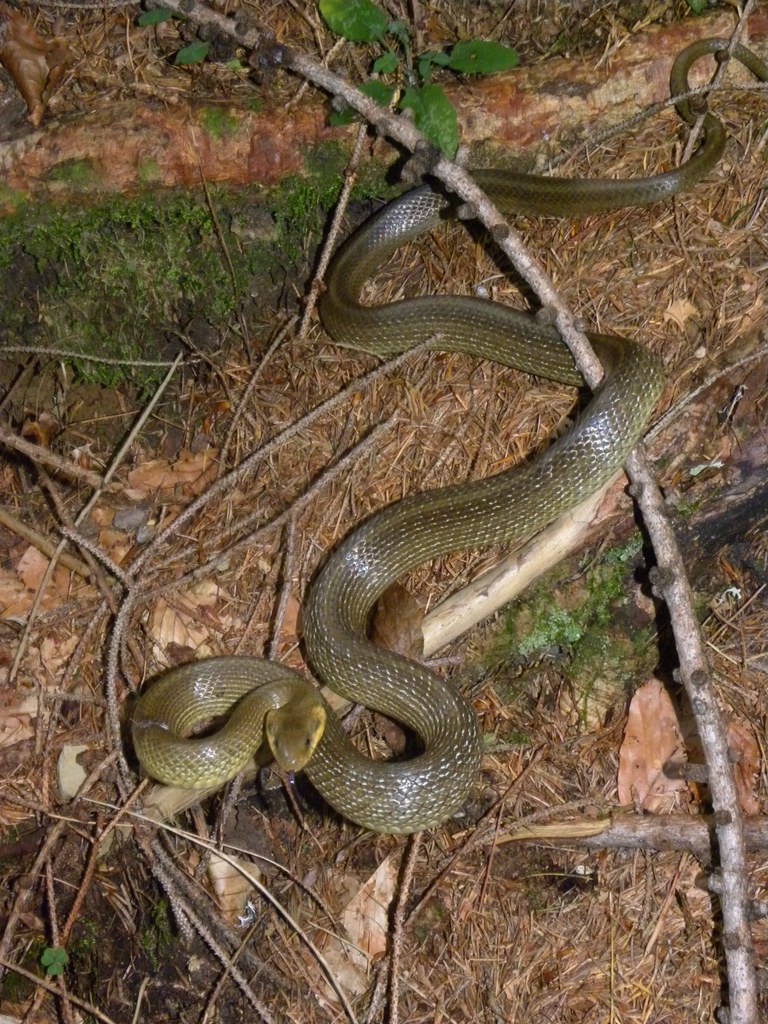 Saettoni della Val Pesarina ( Zamenis longissimus)