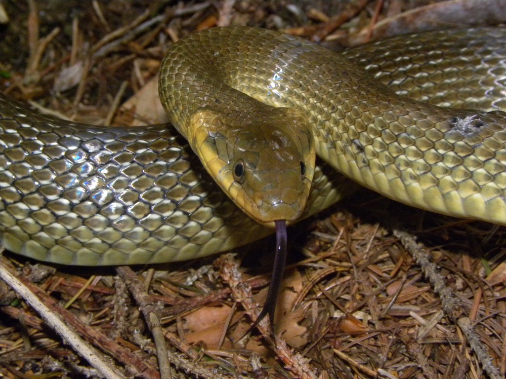 Saettoni della Val Pesarina ( Zamenis longissimus)