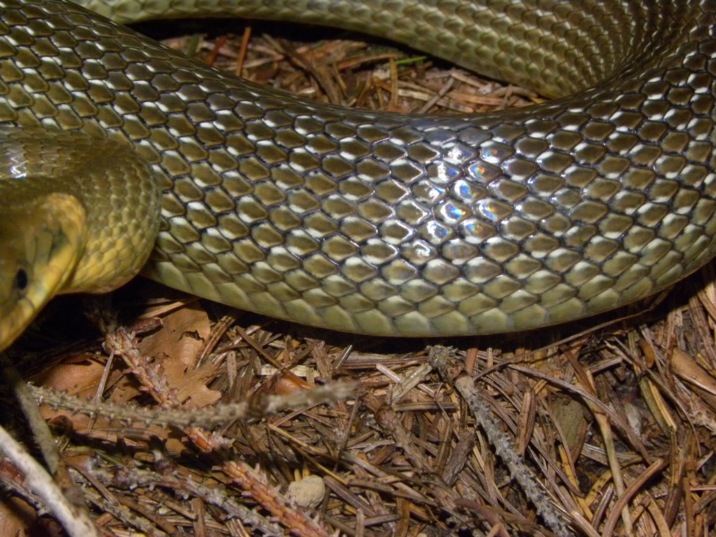 Saettoni della Val Pesarina ( Zamenis longissimus)