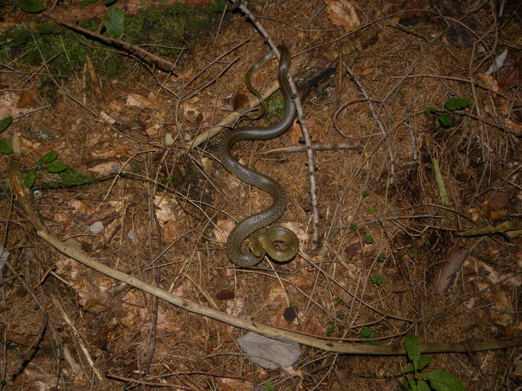 Saettoni della Val Pesarina ( Zamenis longissimus)