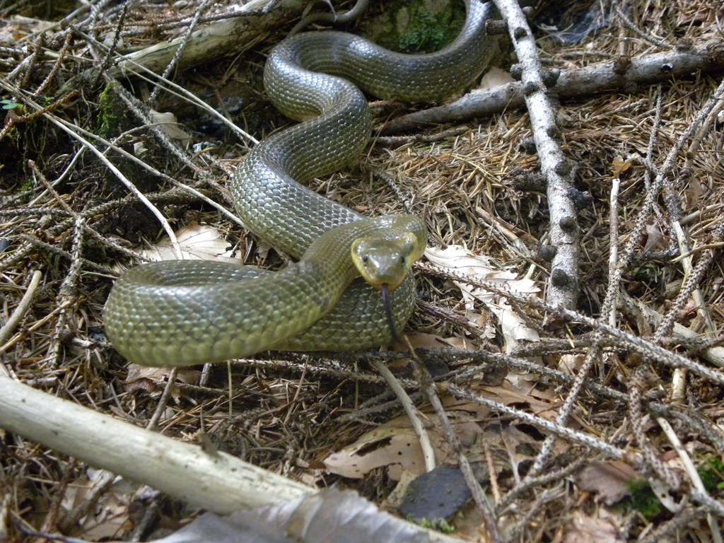 Saettoni della Val Pesarina ( Zamenis longissimus)