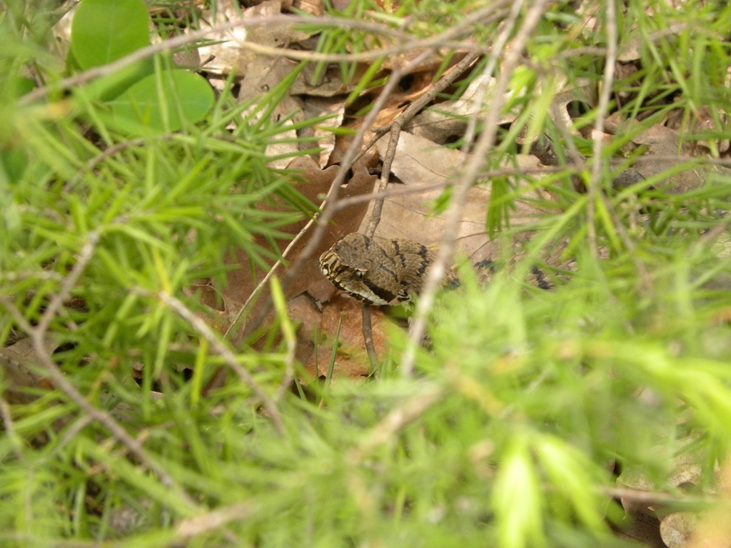 Vipera berus?