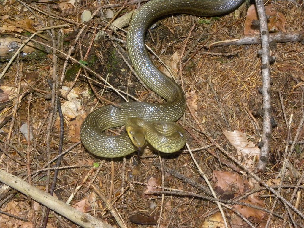 Saettoni della Val Pesarina ( Zamenis longissimus)