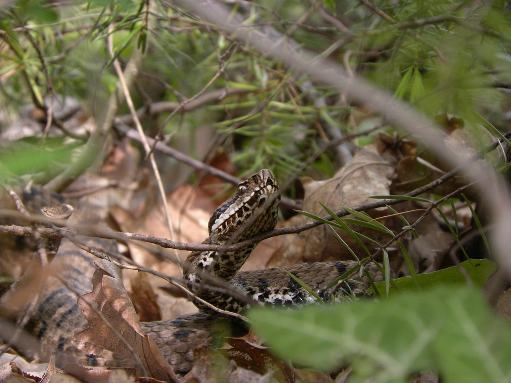 Vipera berus?