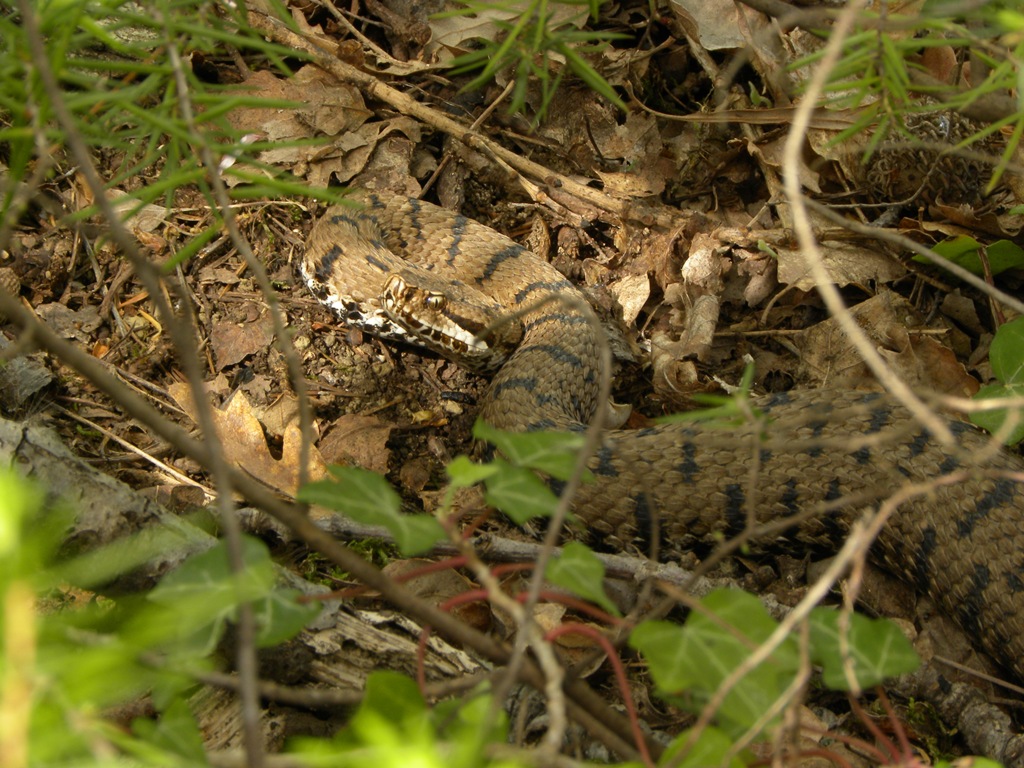 Vipera berus?