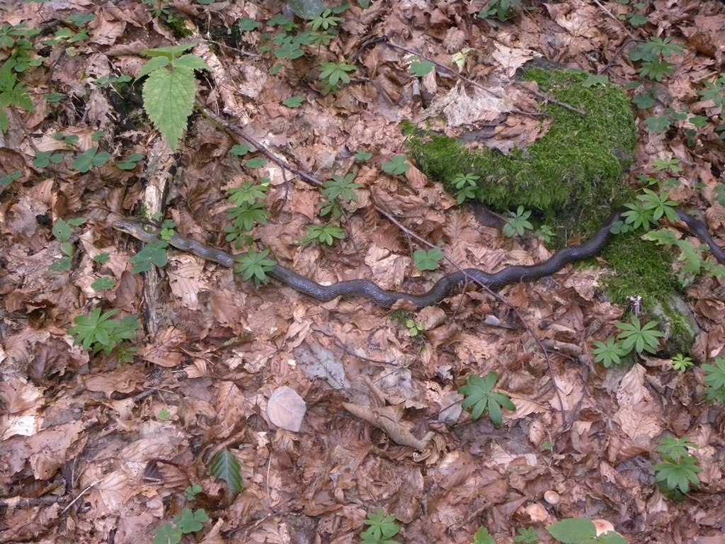 Saettoni della Val Pesarina ( Zamenis longissimus)