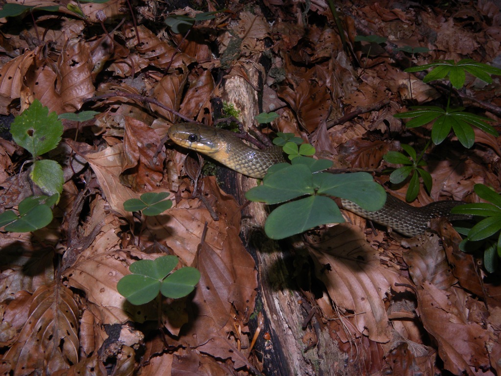 Saettoni della Val Pesarina ( Zamenis longissimus)