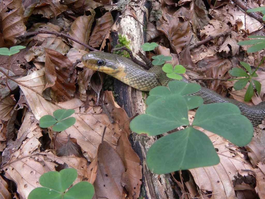 Saettoni della Val Pesarina ( Zamenis longissimus)