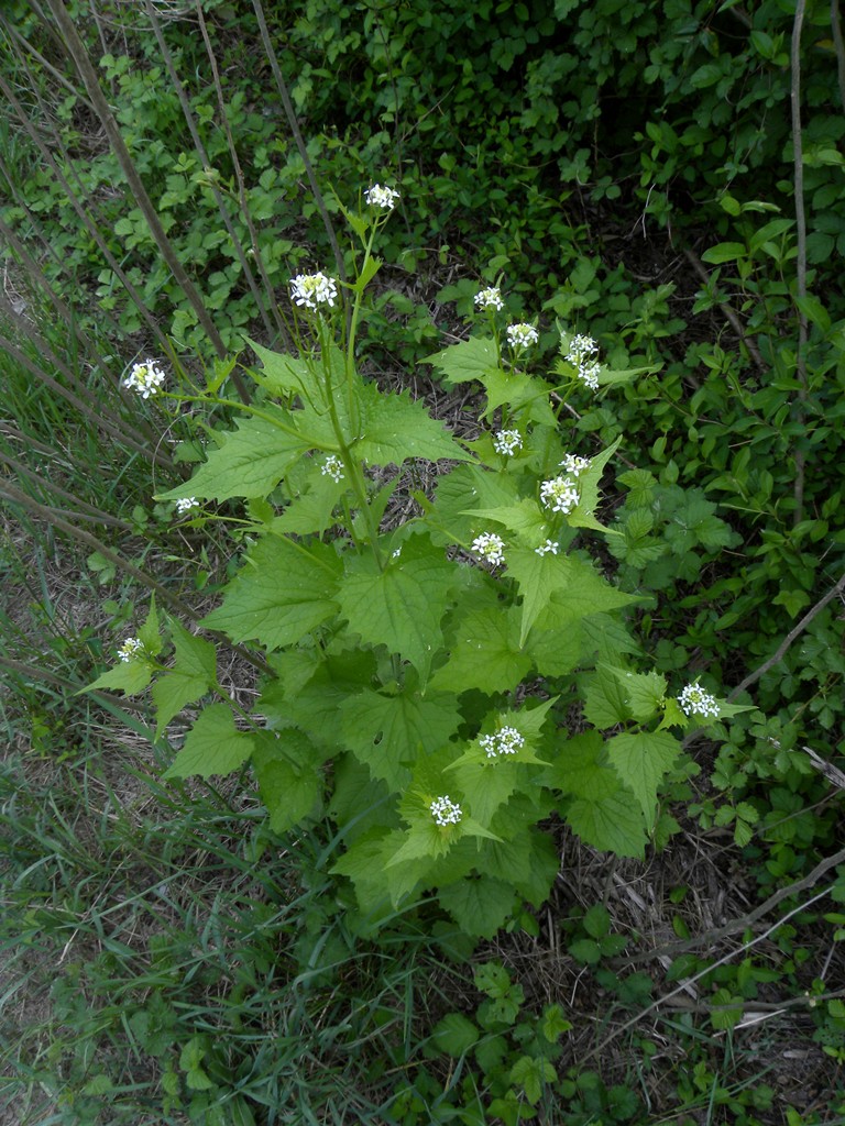 Alliaria petiolata, foglie basali