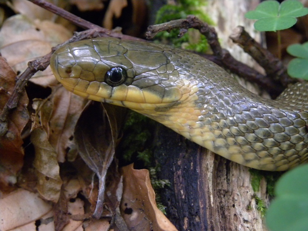 Saettoni della Val Pesarina ( Zamenis longissimus)