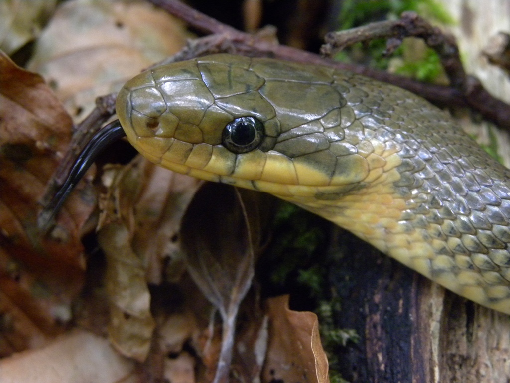 Saettoni della Val Pesarina ( Zamenis longissimus)