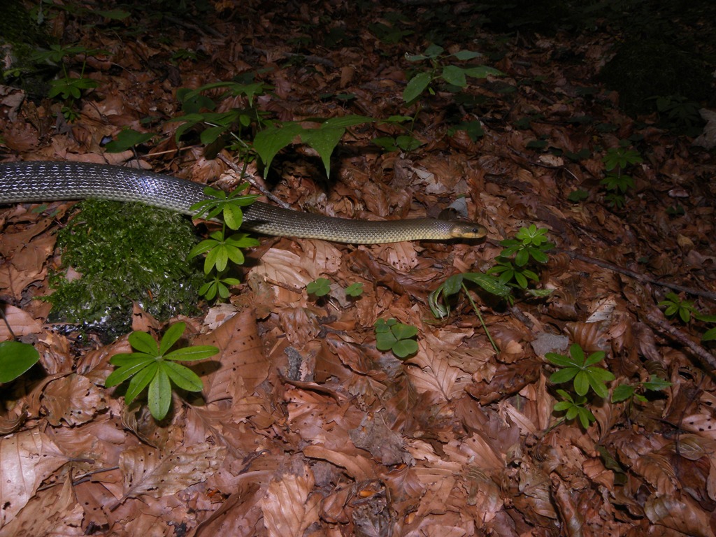 Saettoni della Val Pesarina ( Zamenis longissimus)