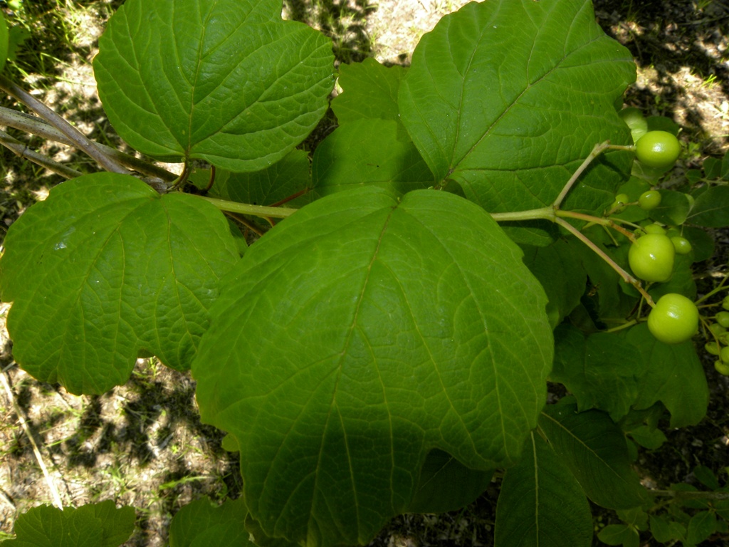 Viburnum opulus / Palla di neve