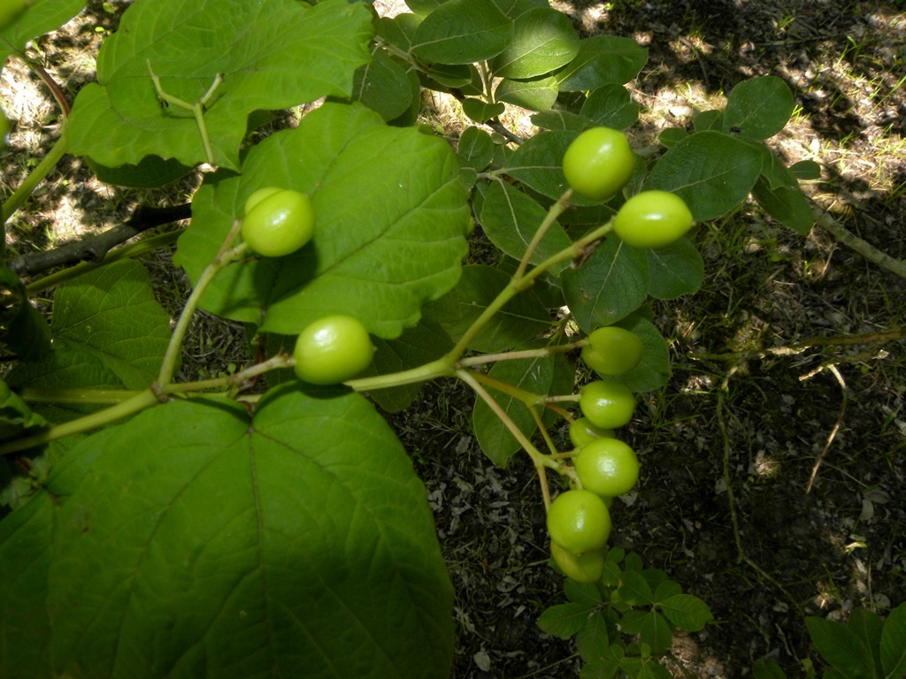 Viburnum opulus / Palla di neve