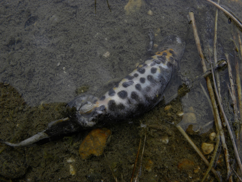 Lissotriton vulgaris meridionalis?