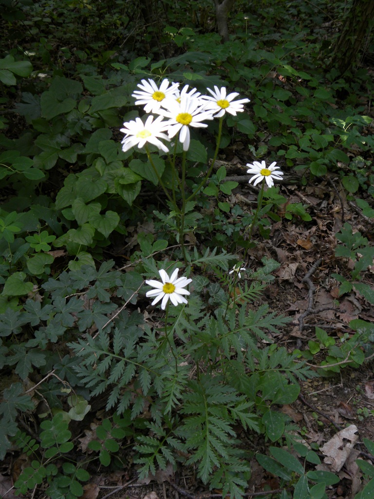 Tanacetum corymbosum / Erba-amara dei boschi