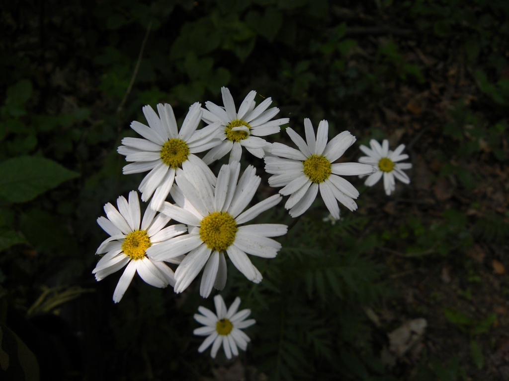 Tanacetum corymbosum / Erba-amara dei boschi