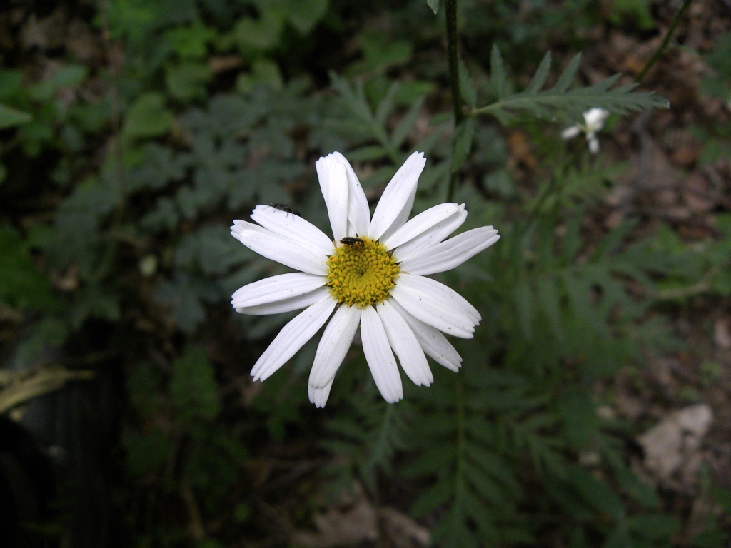 Tanacetum corymbosum / Erba-amara dei boschi