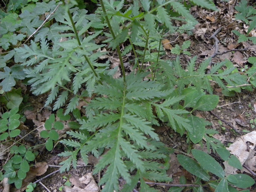 Tanacetum corymbosum / Erba-amara dei boschi