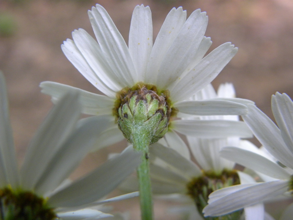 Tanacetum corymbosum / Erba-amara dei boschi