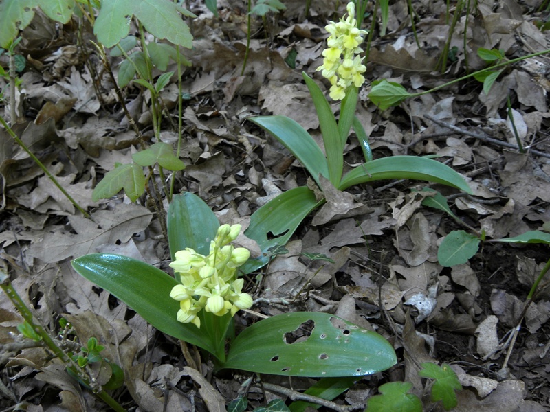 Orchis pallens