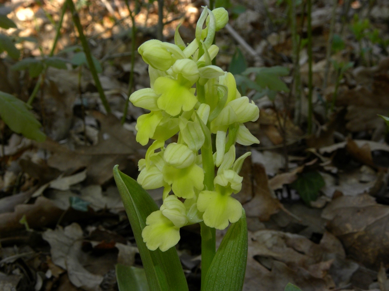 Orchis pallens