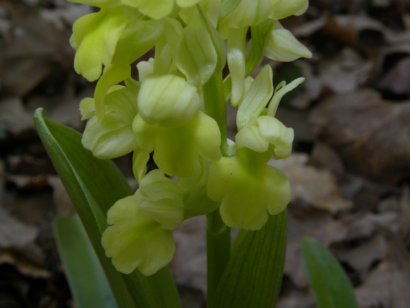 Orchis pallens