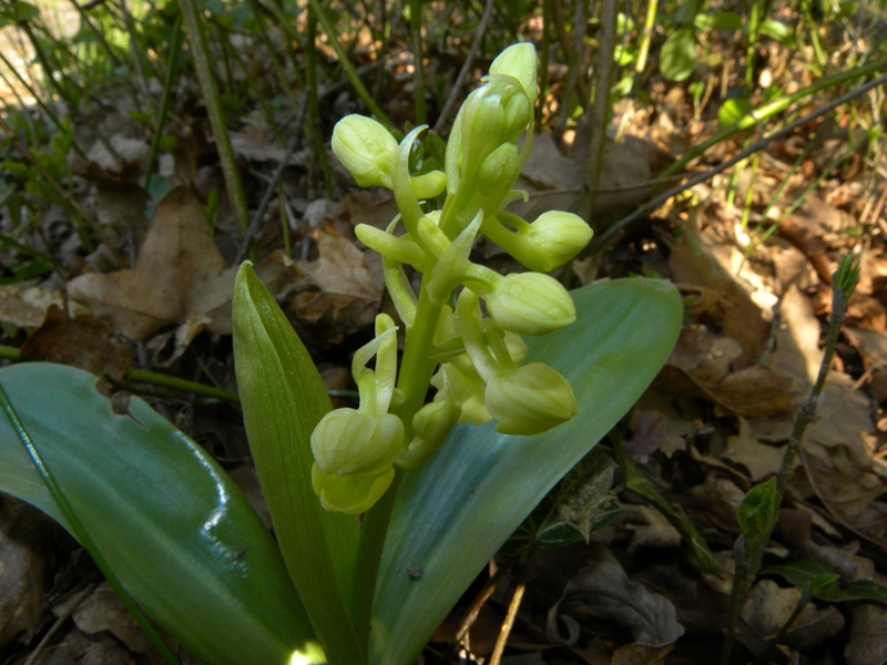 Orchis pallens