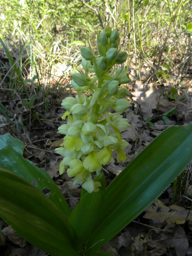 Orchis pallens