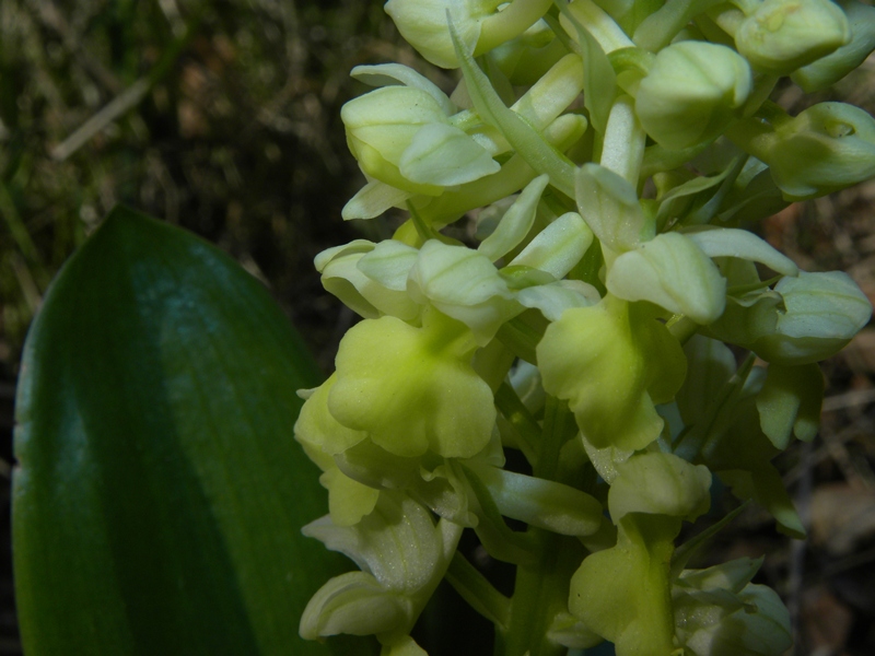 Orchis pallens