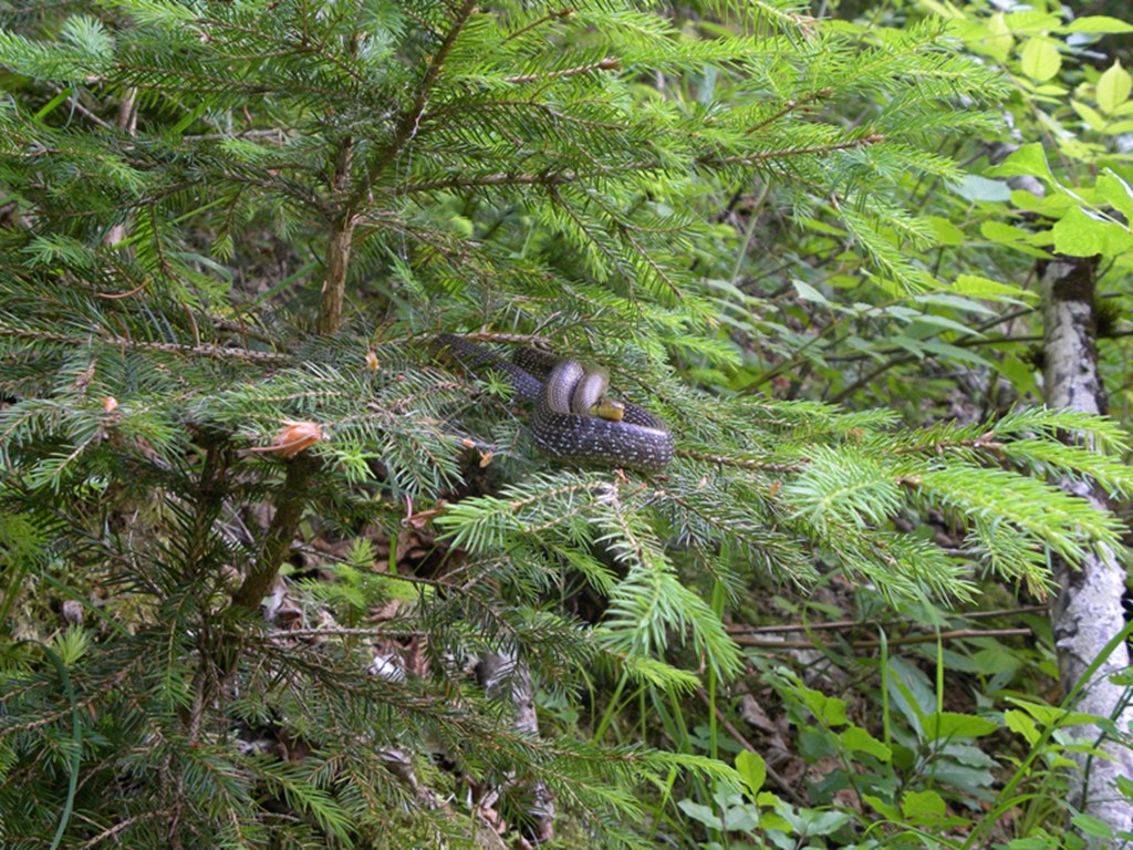 Saettone della Val Pesarina  ( Zamenis longissimus)