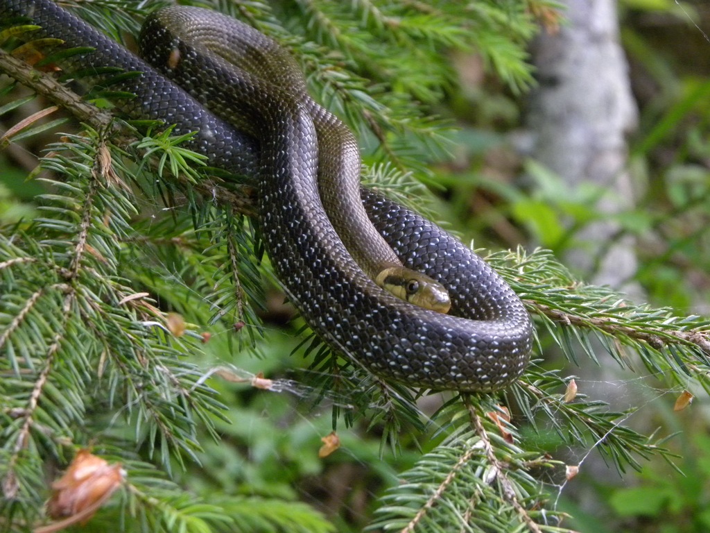 Saettone della Val Pesarina  ( Zamenis longissimus)