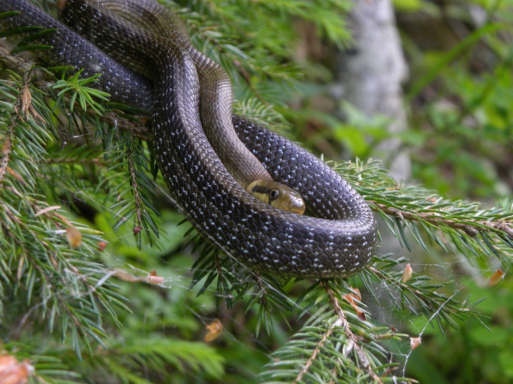 Saettone della Val Pesarina  ( Zamenis longissimus)