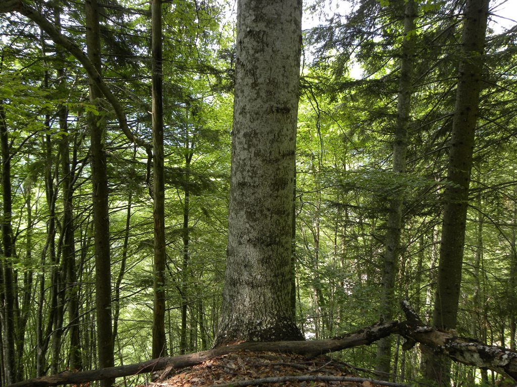 Dubbio Abies alba vs. A. cephalonica