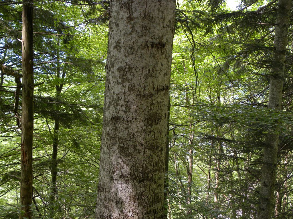 Dubbio Abies alba vs. A. cephalonica