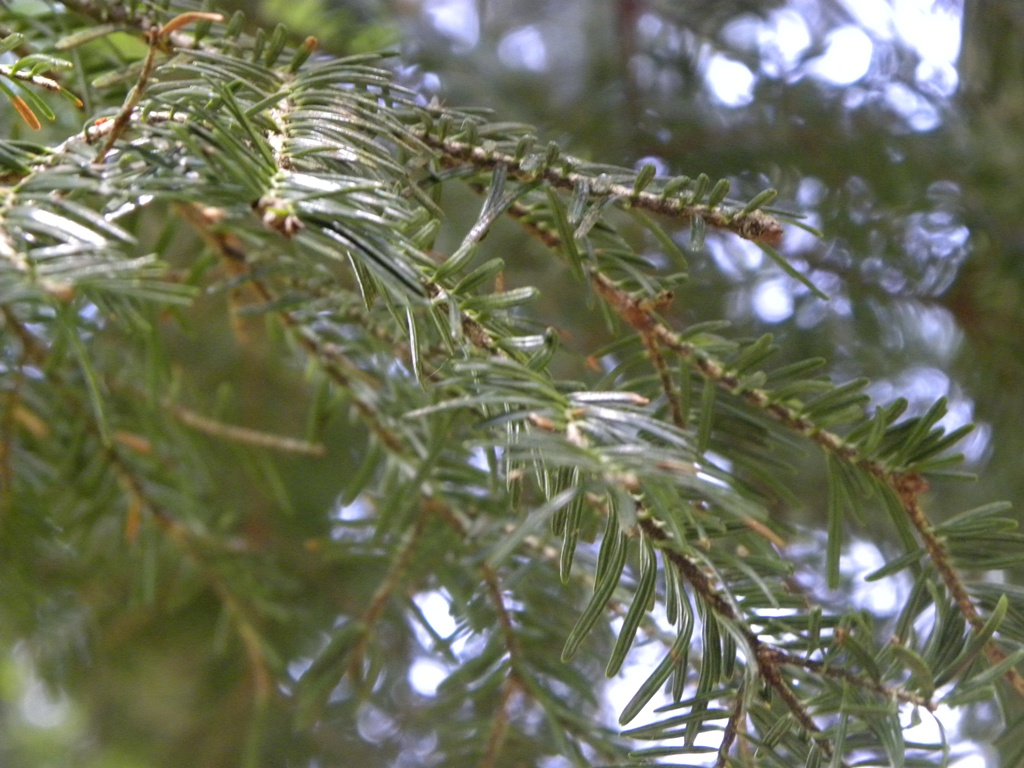 Dubbio Abies alba vs. A. cephalonica