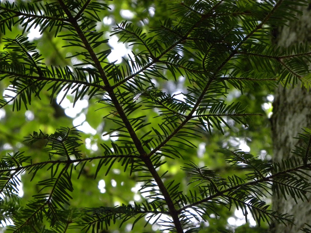 Dubbio Abies alba vs. A. cephalonica