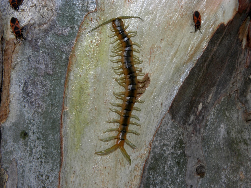 habitat scolopendre