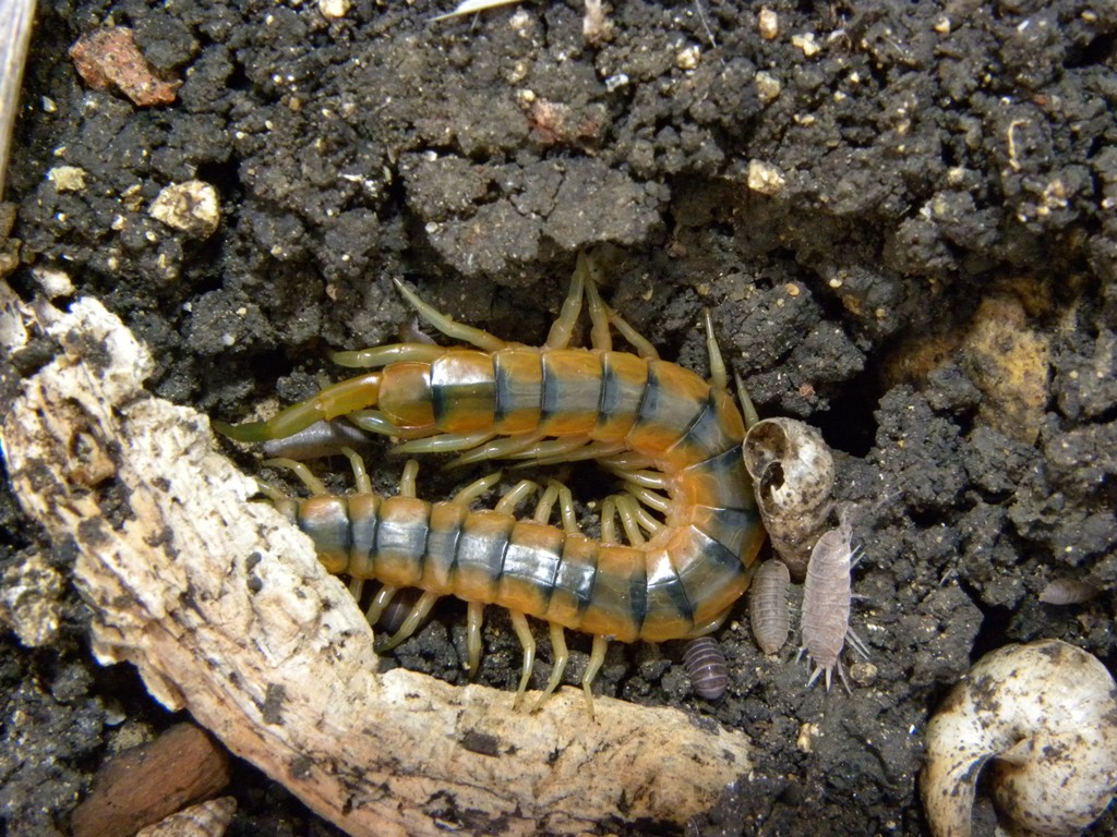 habitat scolopendre