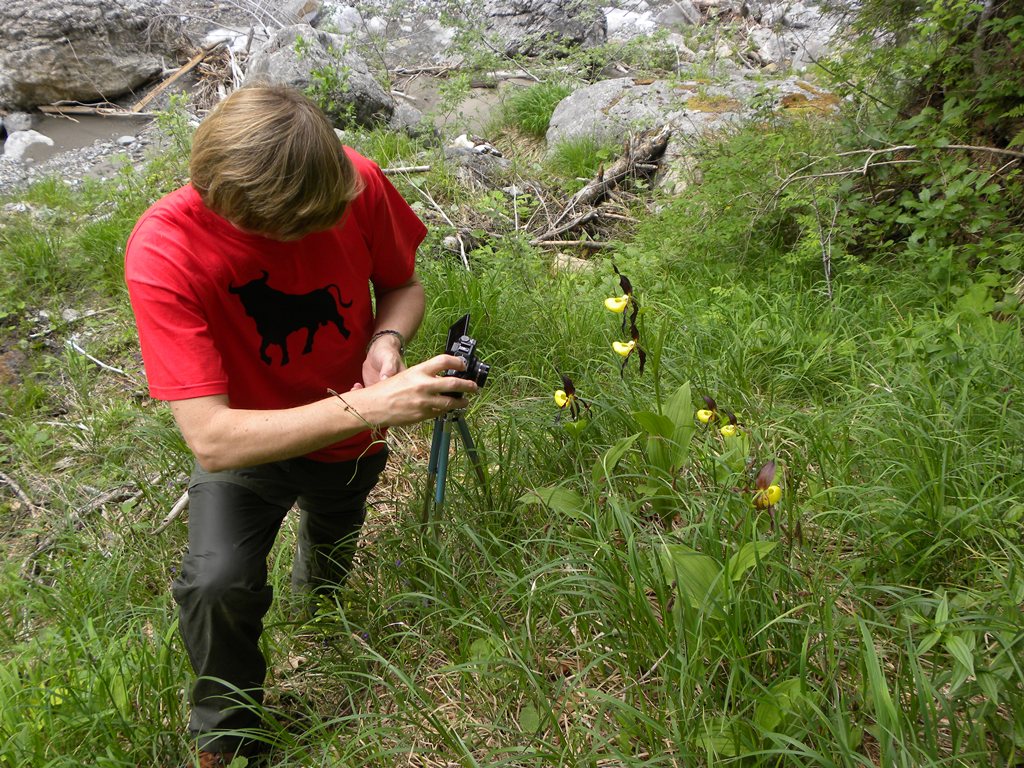 Cypripedium calceolus