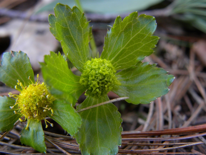 Hacquetia epipactis / Elleborina