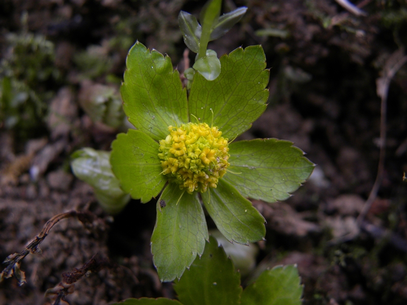 Hacquetia epipactis / Elleborina