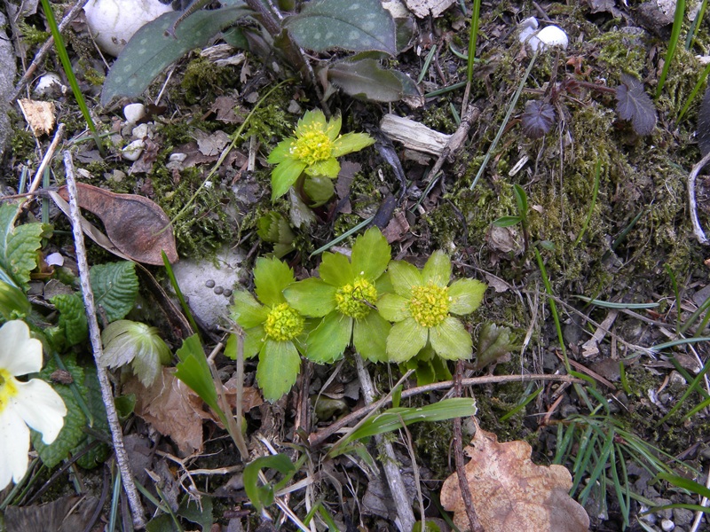 Hacquetia epipactis / Elleborina