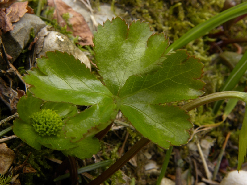 Hacquetia epipactis / Elleborina