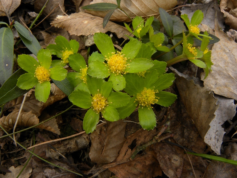 Hacquetia epipactis / Elleborina