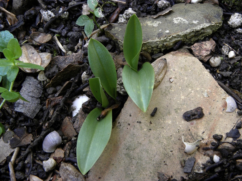 Ophrys 2012