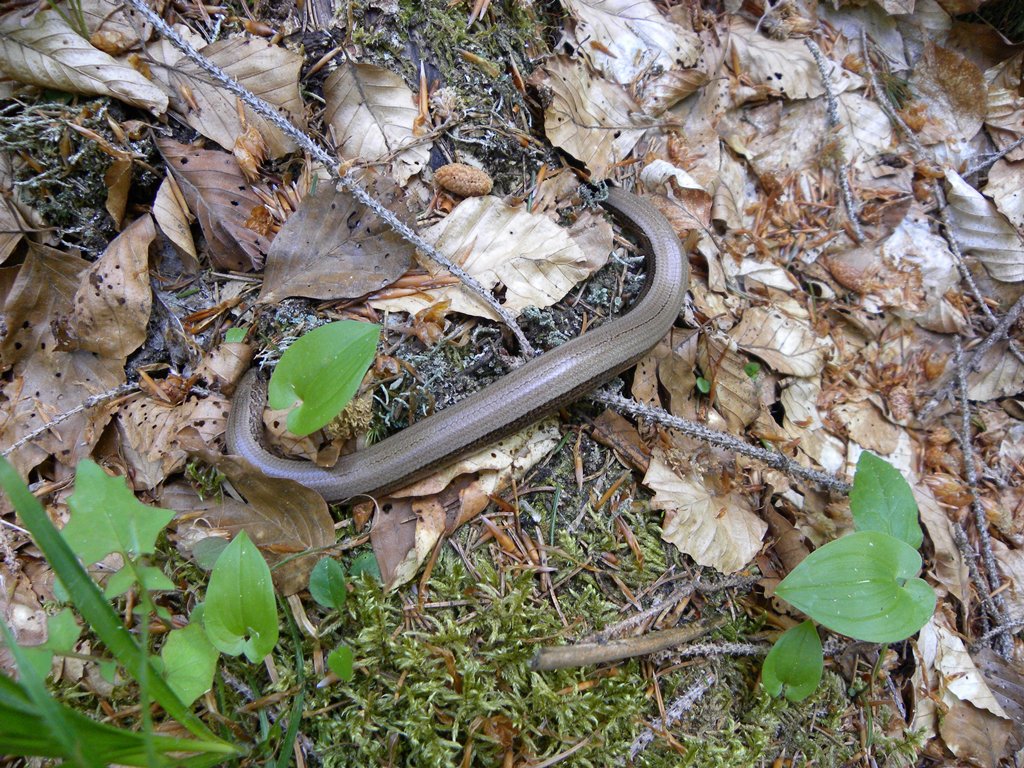 Un orbettino dalla Val Pesarina.