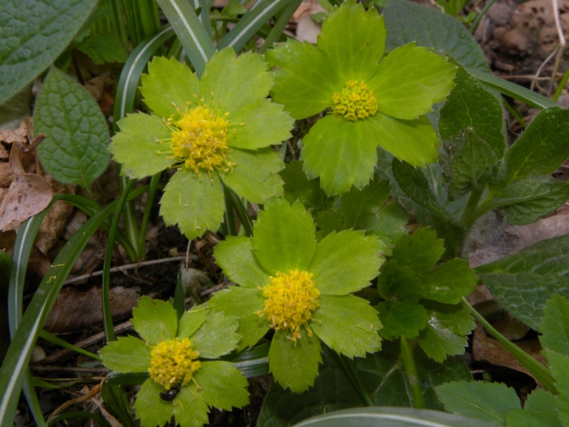 Hacquetia epipactis / Elleborina