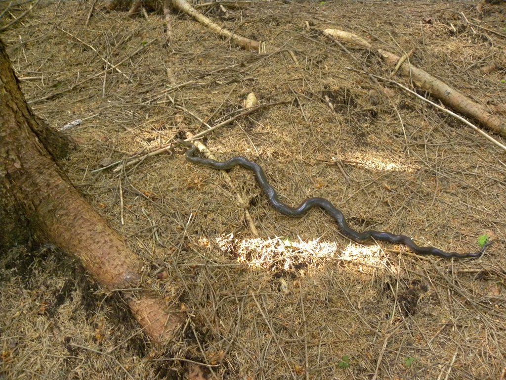 Saettone della Val Pesarina  ( Zamenis longissimus)