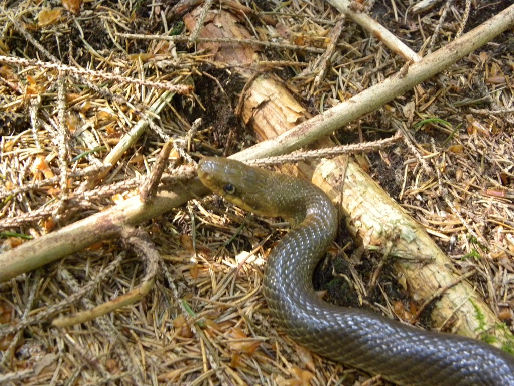 Saettone della Val Pesarina  ( Zamenis longissimus)